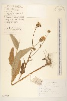 長裂苦苣菜藏品圖，第1張