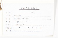 山柳菊藏品圖，第3張