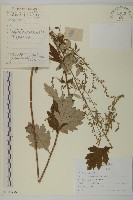 寬葉山蒿藏品圖，第1張