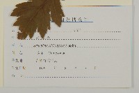 寬葉山蒿藏品圖，第3張