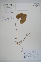 漢城細辛藏品圖，第1張