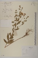 圓苞紫菀藏品圖，第1張