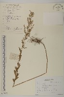 牡蒿藏品圖，第1張