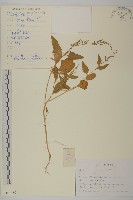 大葉藜藏品圖，第1張