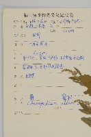 藜、灰藜藏品圖，第2張