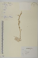 灰綠藜藏品圖，第1張