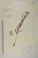 西伯利亞蓍藏品圖，第1張