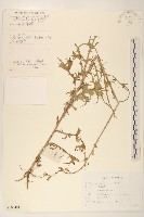 毛脈山蒿苣藏品圖，第1張