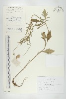 窄葉藍盆花藏品圖，第1張