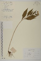 山白蘭藏品圖，第1張