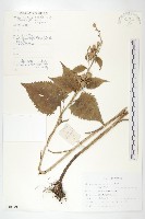 東北鳳毛菊藏品圖，第1張