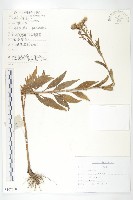 球花鳳毛菊藏品圖，第1張