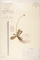 大丁草藏品圖，第1張