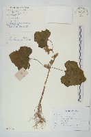 蒼耳藏品圖，第1張