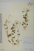 委陵菜藏品圖，第1張