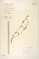 毛蓮菜藏品圖，第1張