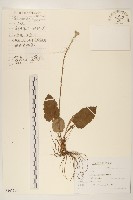 大丁草藏品圖，第1張