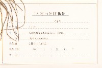 大丁草藏品圖，第3張