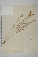 石竹、洛陽花、剪絨花藏品圖，第1張