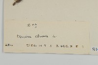 石竹、洛陽花、剪絨花藏品圖，第3張