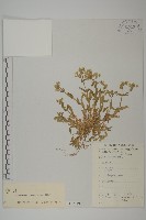 簇生卷耳藏品圖，第1張