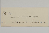 簇生卷耳藏品圖，第3張