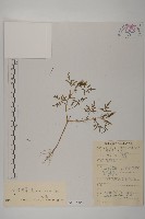 小花鬼針草藏品圖，第1張