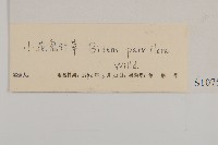 小花鬼針草藏品圖，第3張