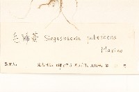 腺梗豨薟藏品圖，第3張