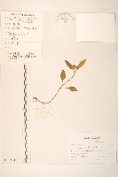 毛梗豨薟藏品圖，第1張