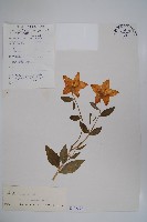 桔梗藏品圖，第1張