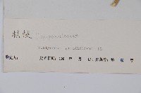 桔梗藏品圖，第2張