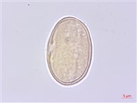 水芹藏品圖，第2張