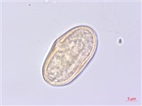 水芹藏品圖，第3張