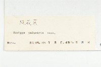 濕生葶藶藏品圖，第3張