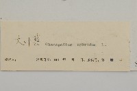 大葉藜藏品圖，第3張