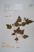 華北茶條槭藏品圖，第1張