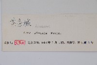 華北茶條槭藏品圖，第2張