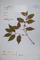 金銀忍冬藏品圖，第1張
