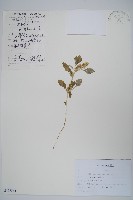 反枝莧藏品圖，第1張