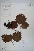 色木楊藏品圖，第1張