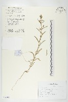 腺獨行菜藏品圖，第1張