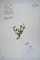 附地菜藏品圖，第1張