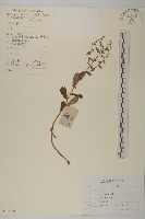 庵蒿藏品圖，第1張