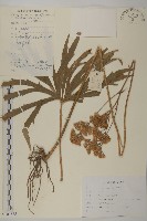 免兒傘藏品圖，第1張