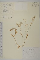 簇生卷耳藏品圖，第1張