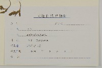 三裂豚草藏品圖，第3張