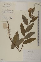 登錄號:S107597藏品圖，第1張