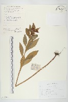 費菜藏品圖，第1張