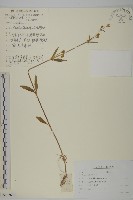 堅硬女婁菜藏品圖，第1張